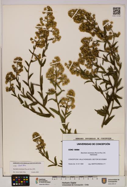 Baccharis racemosa [Espécimen: UDEC:CONC:0130584]