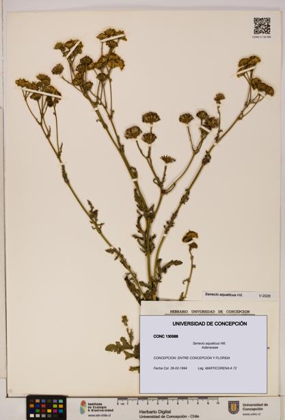 Senecio aquaticus [Espécimen: UDEC:CONC:0130588]
