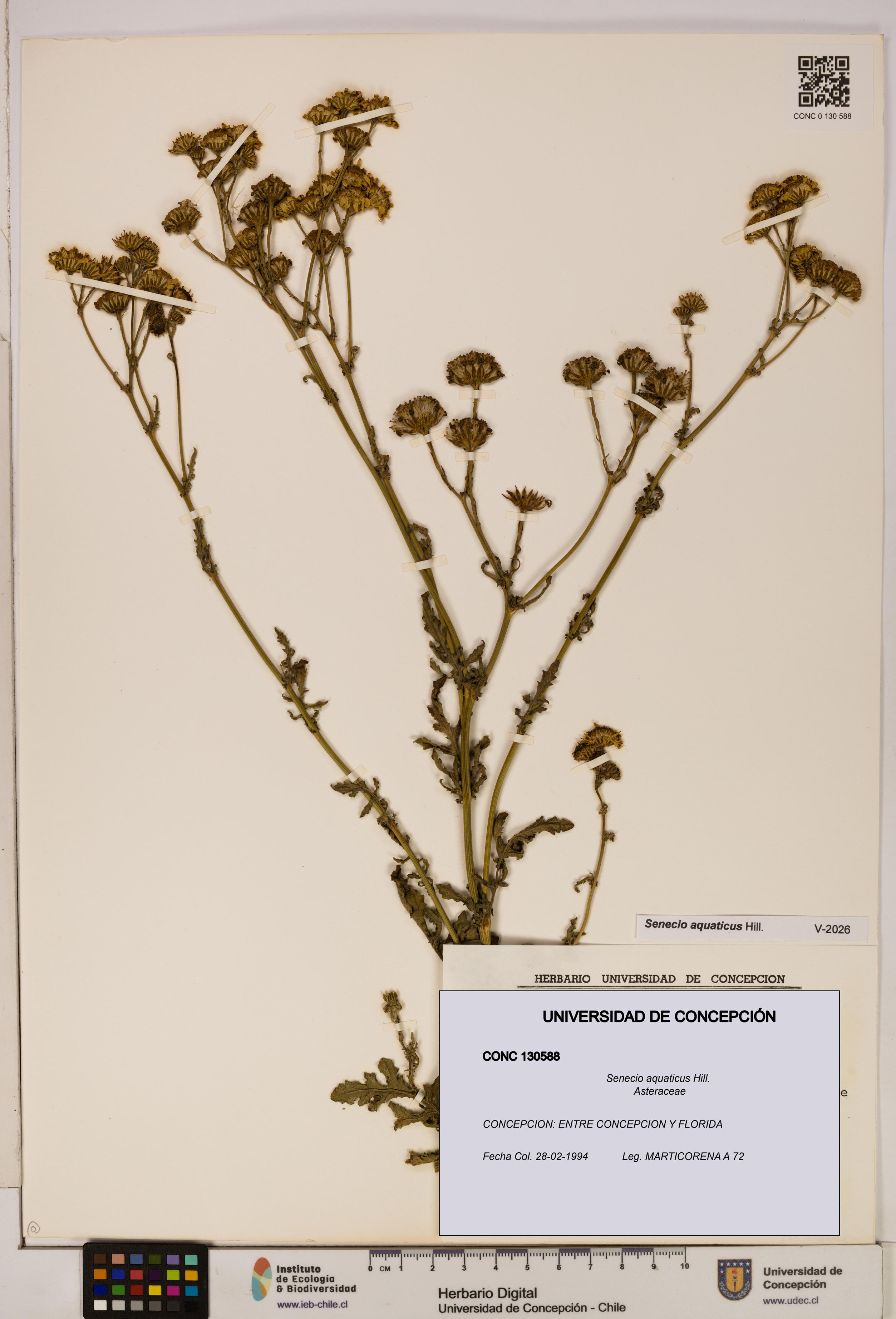 Senecio aquaticus [Espécimen: UDEC:CONC:0130588]