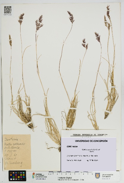 Rytidosperma lechleri [Espécimen: UDEC:CONC:0130589]