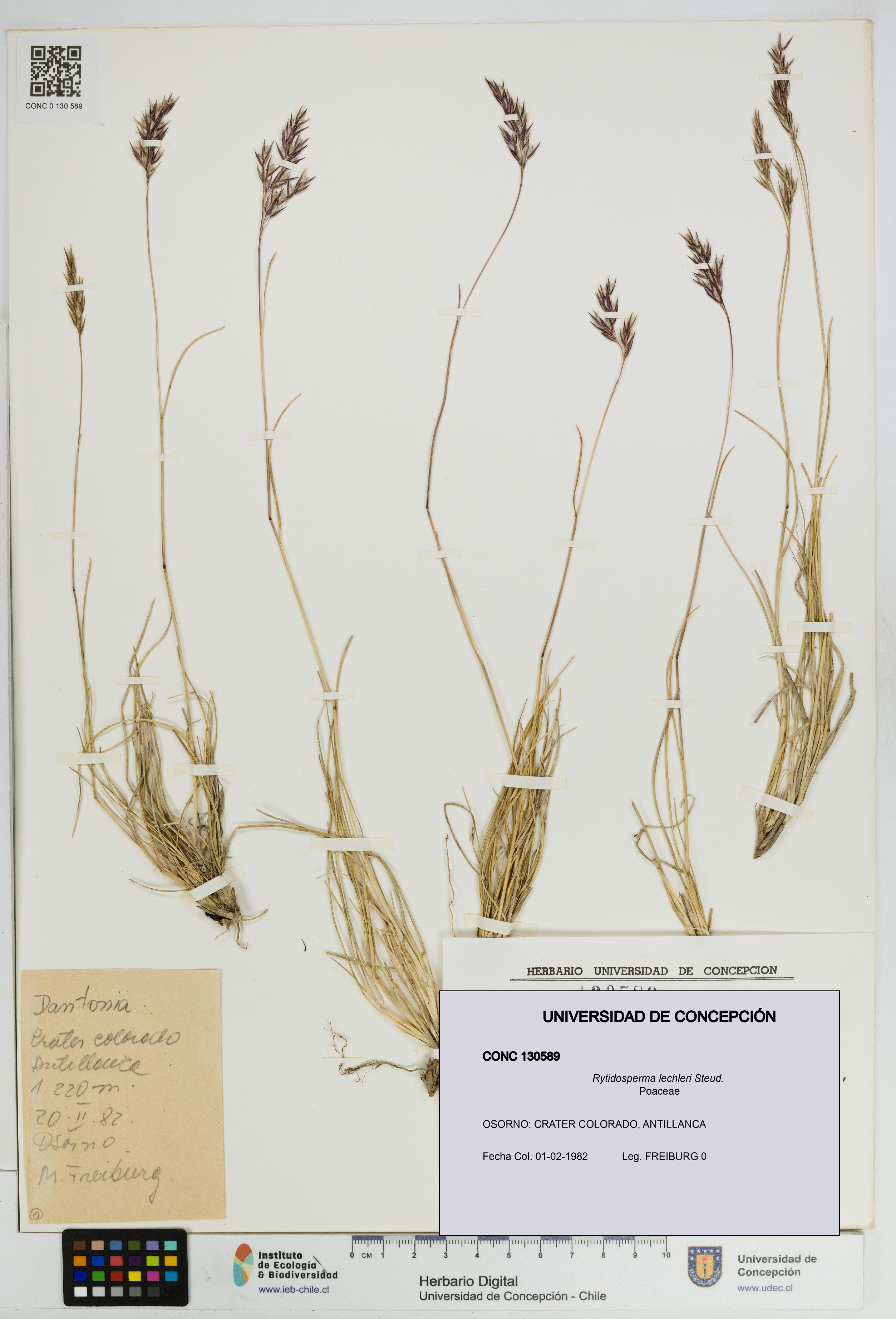 Rytidosperma lechleri [Espécimen: UDEC:CONC:0130589]