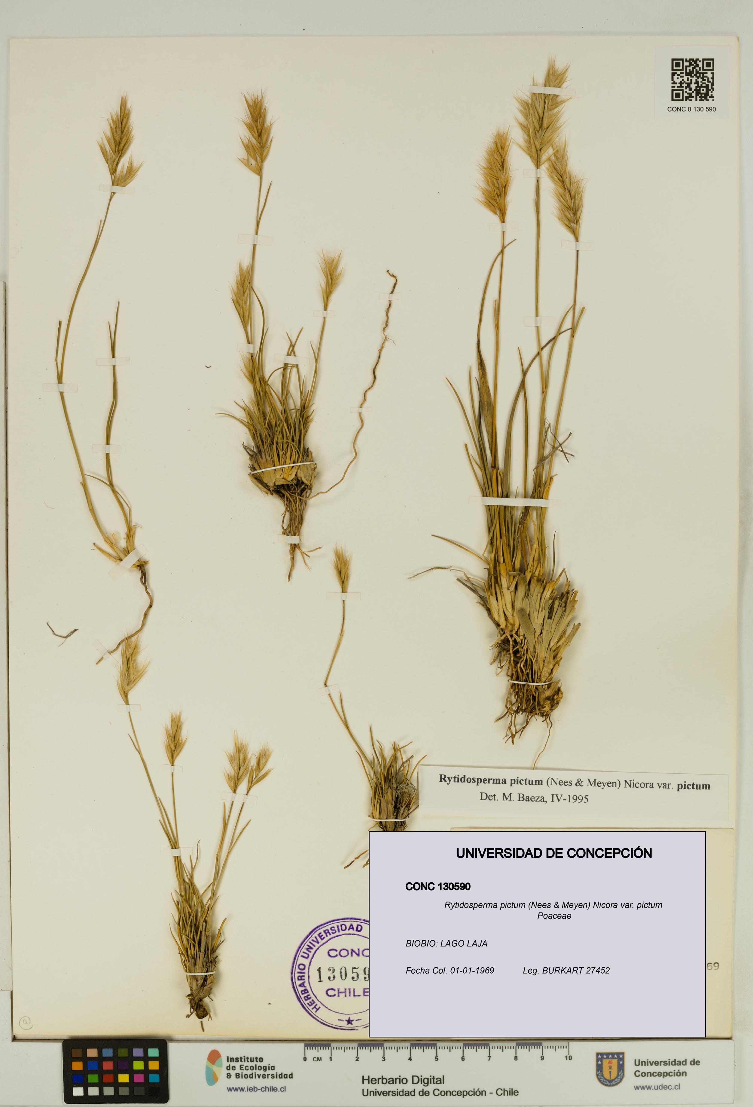 Rytidosperma pictum var. pictum [Espécimen: UDEC:CONC:0130590]
