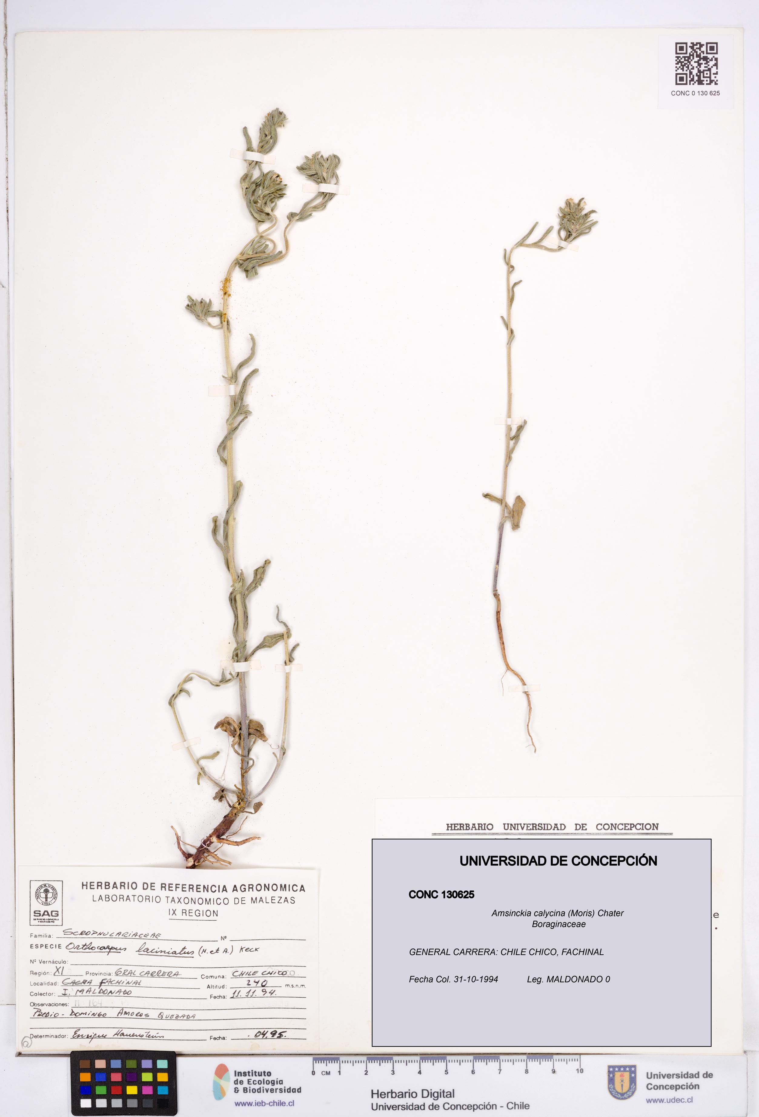 Amsinckia calycina [Espécimen: ]
