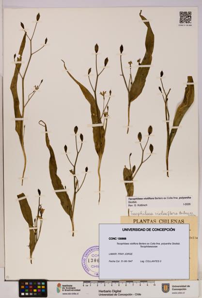 Tecophilaea violiflora [Espécimen: UDEC:CONC:0130668]