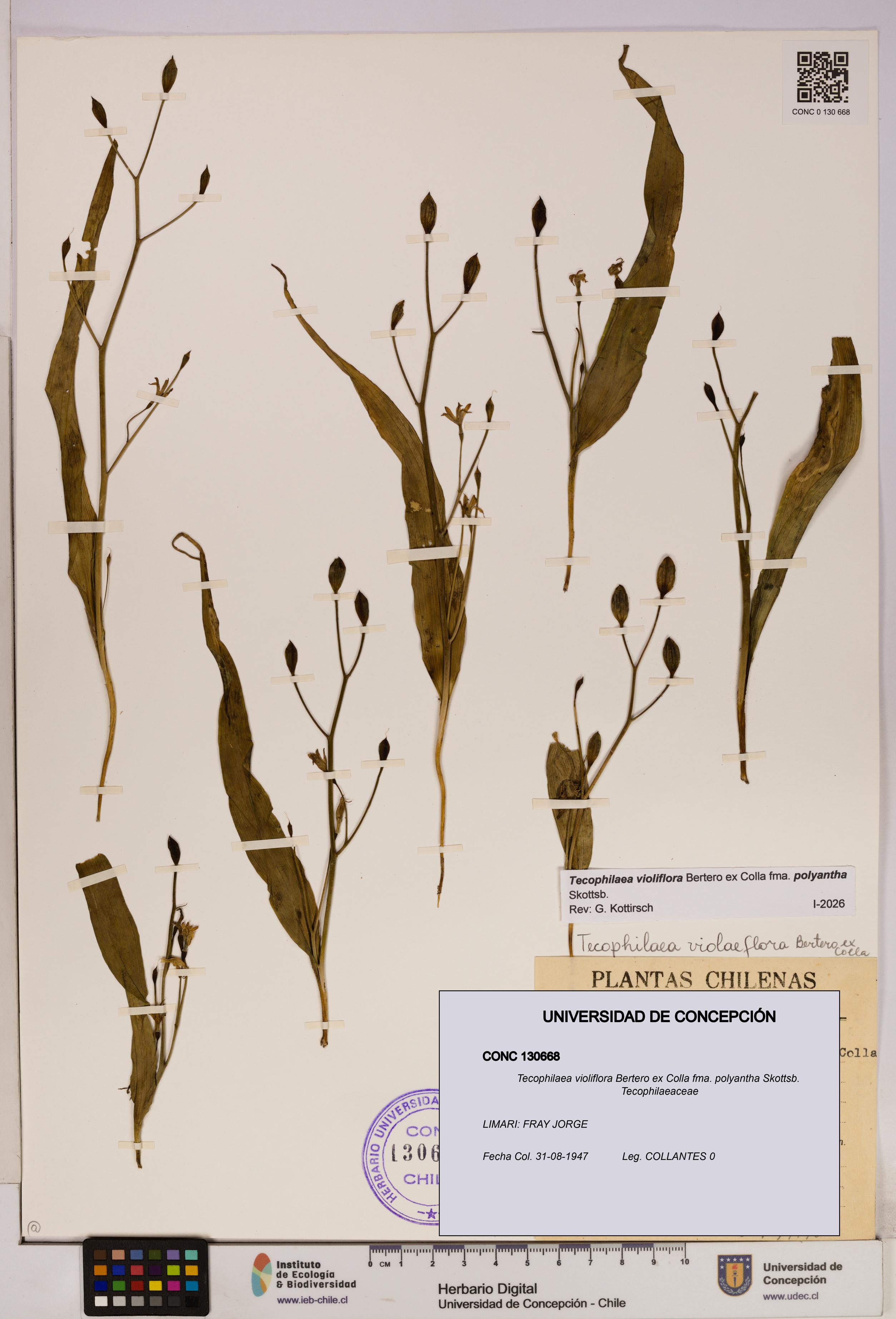 Tecophilaea violiflora [Espécimen: UDEC:CONC:0130668]