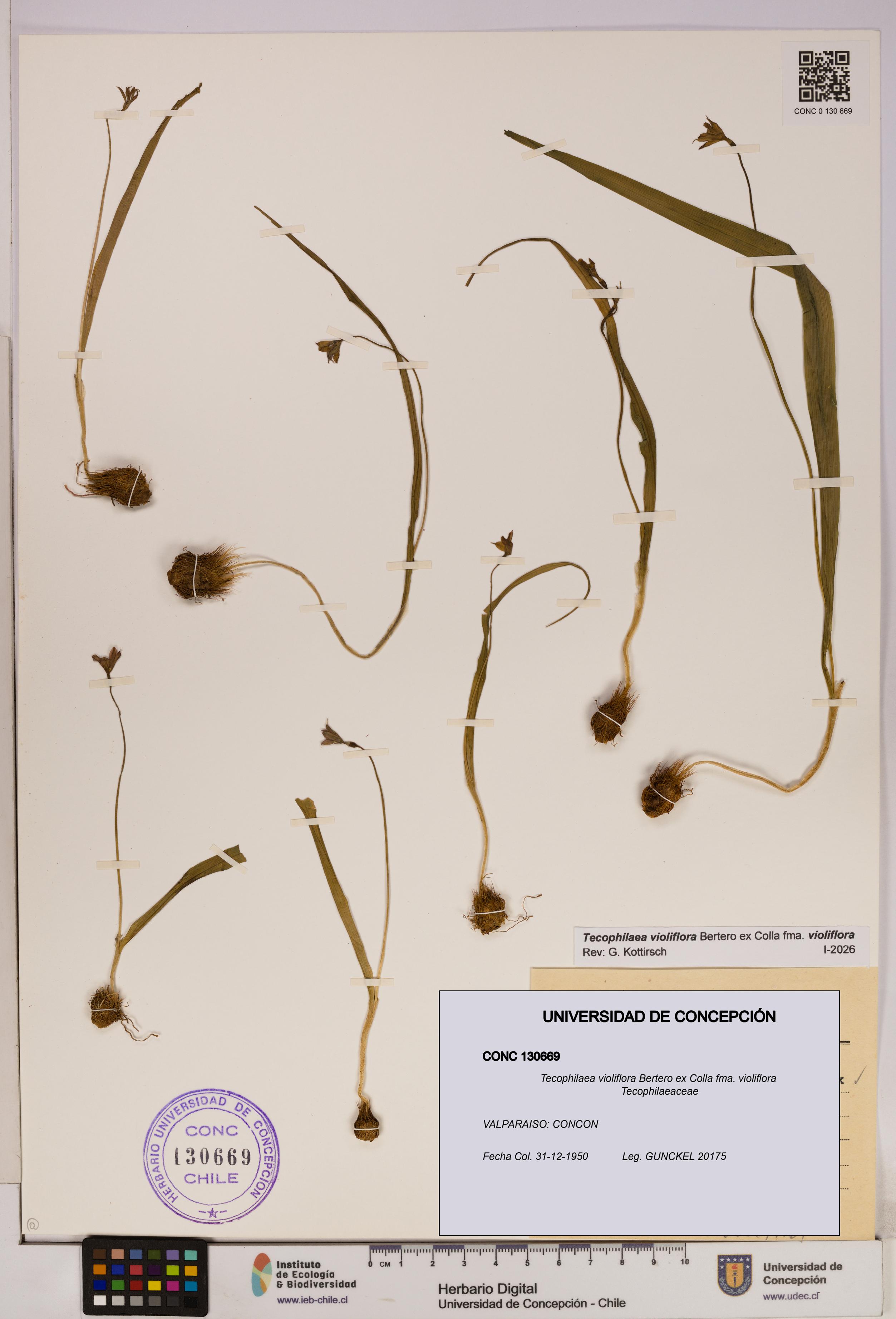 Tecophilaea violiflora fma. violiflora [Espécimen: UDEC:CONC:0130669]