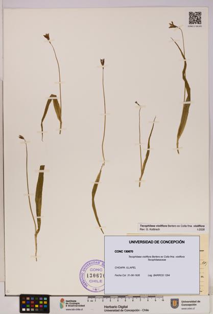 Tecophilaea violiflora fma. violiflora [Espécimen: UDEC:CONC:0130670]