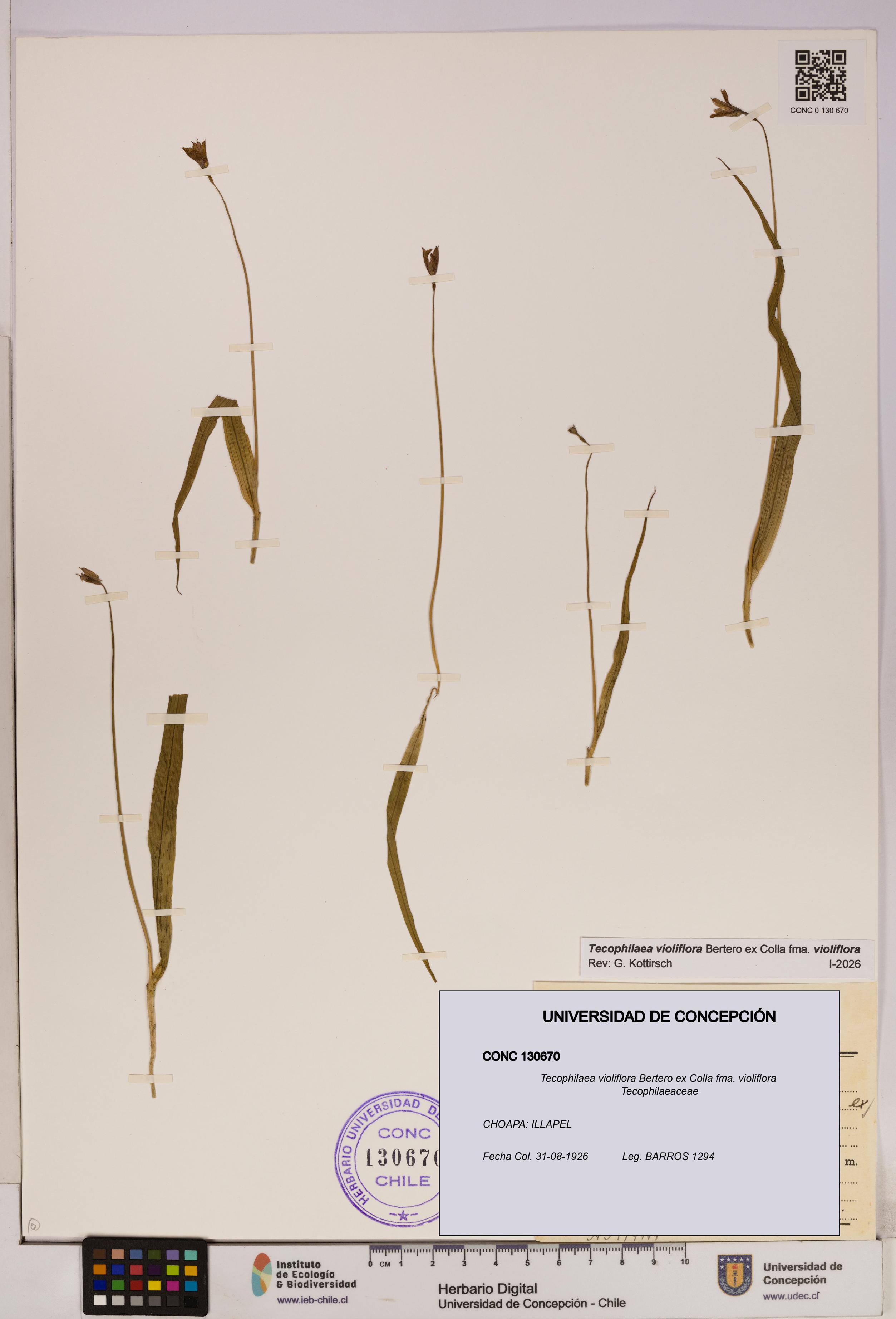Tecophilaea violiflora fma. violiflora [Espécimen: UDEC:CONC:0130670]