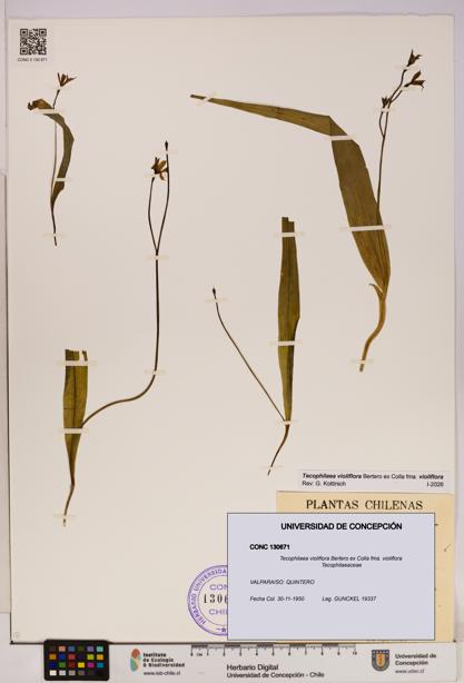 Tecophilaea violiflora fma. violiflora [Espécimen: UDEC:CONC:0130671]