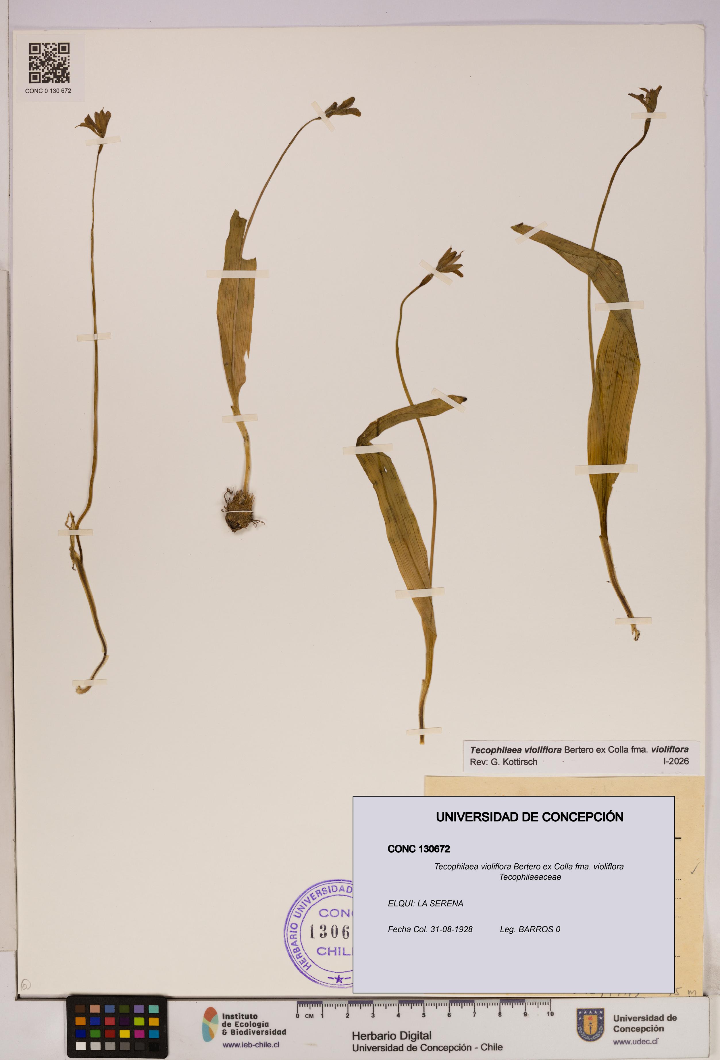 Tecophilaea violiflora fma. violiflora [Espécimen: UDEC:CONC:0130672]
