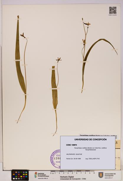 Tecophilaea violiflora fma. violiflora [Espécimen: UDEC:CONC:0130674]