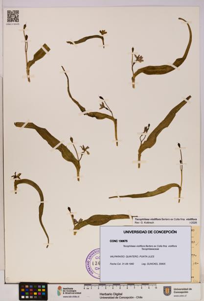 Tecophilaea violiflora fma. violiflora [Espécimen: UDEC:CONC:0130675]