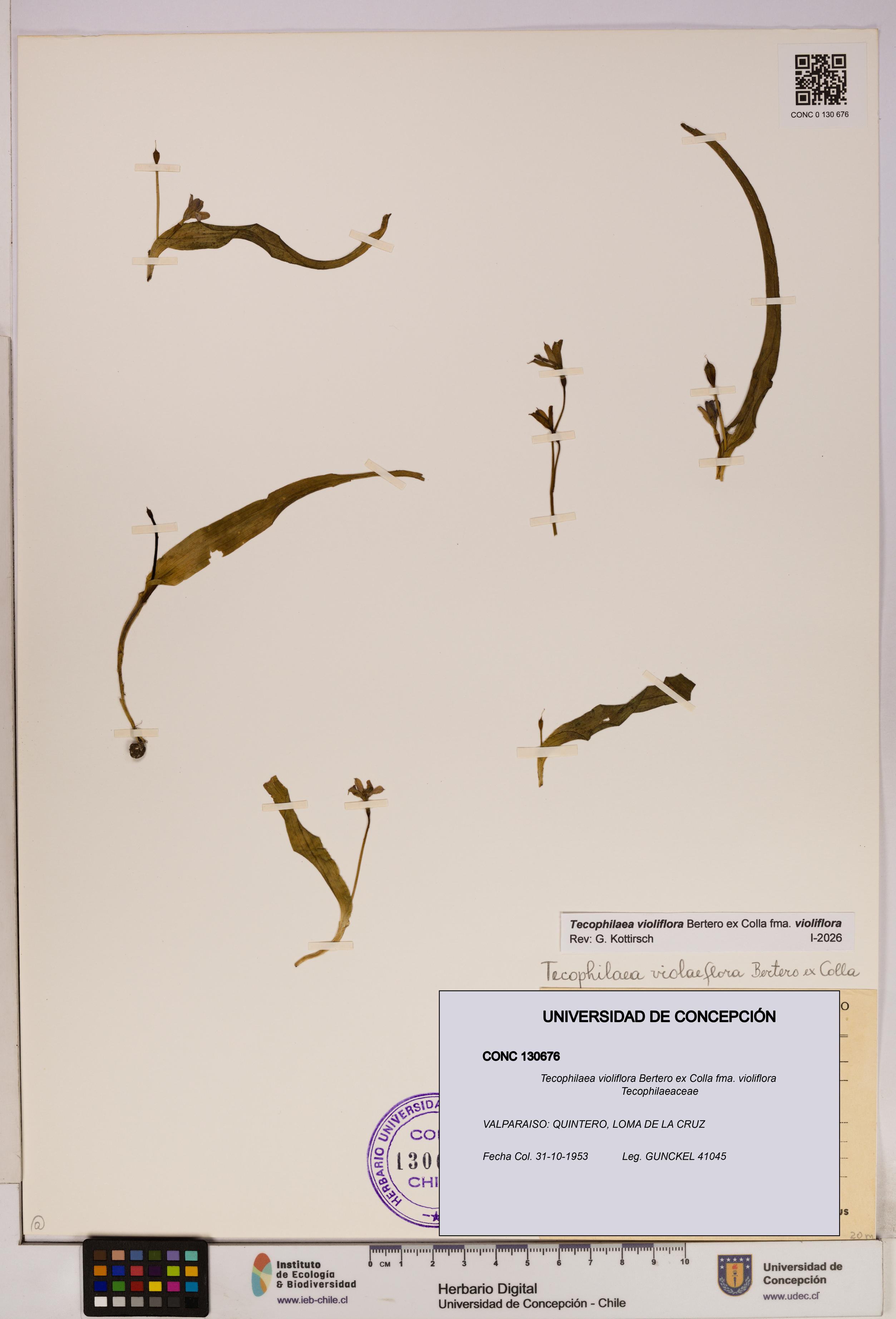 Tecophilaea violiflora fma. violiflora [Espécimen: UDEC:CONC:0130676]