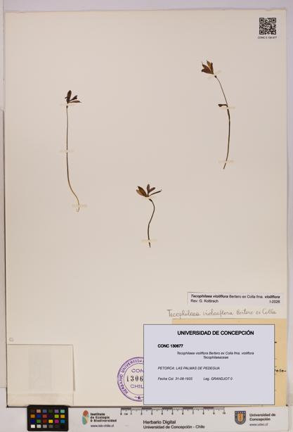 Tecophilaea violiflora fma. violiflora [Espécimen: UDEC:CONC:0130677]