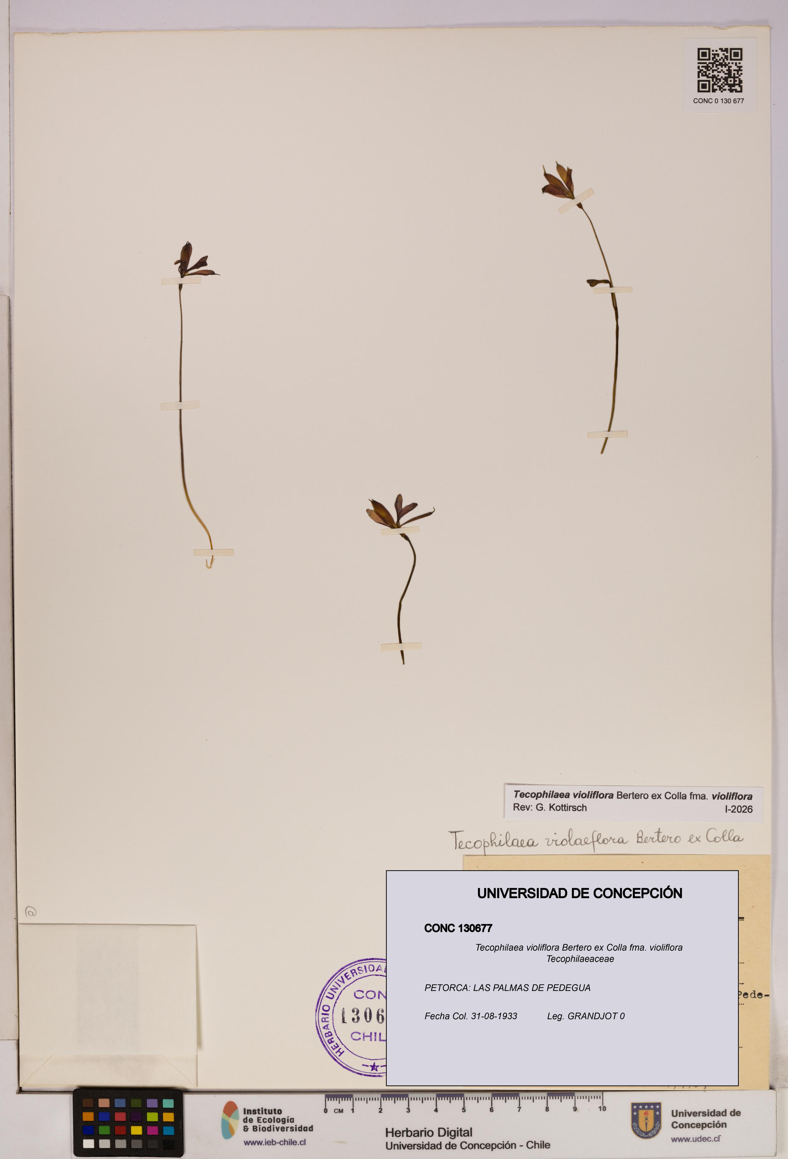 Tecophilaea violiflora fma. violiflora [Espécimen: UDEC:CONC:0130677]