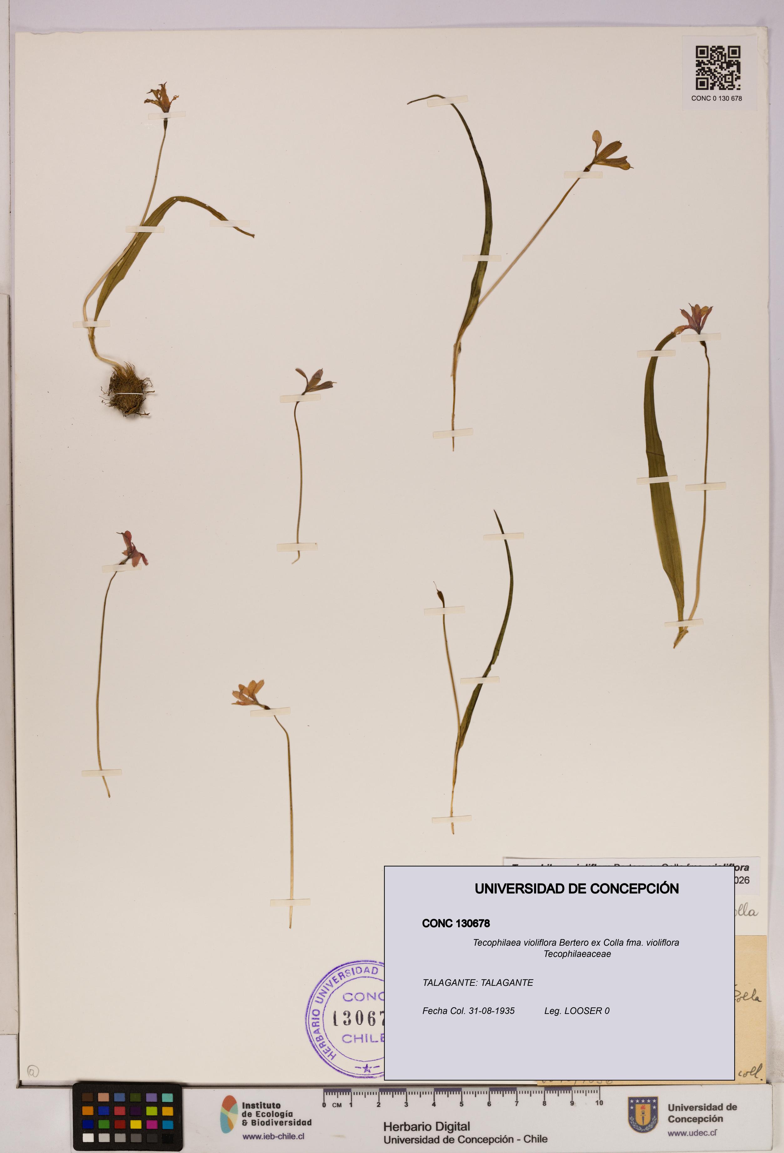 Tecophilaea violiflora fma. violiflora [Espécimen: UDEC:CONC:0130678]