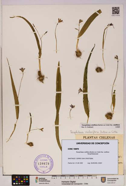 Tecophilaea violiflora fma. violiflora [Espécimen: UDEC:CONC:0130679]