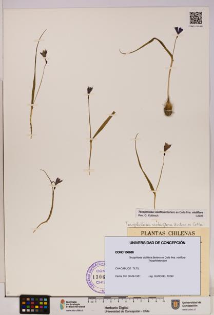 Tecophilaea violiflora fma. violiflora [Espécimen: UDEC:CONC:0130680]