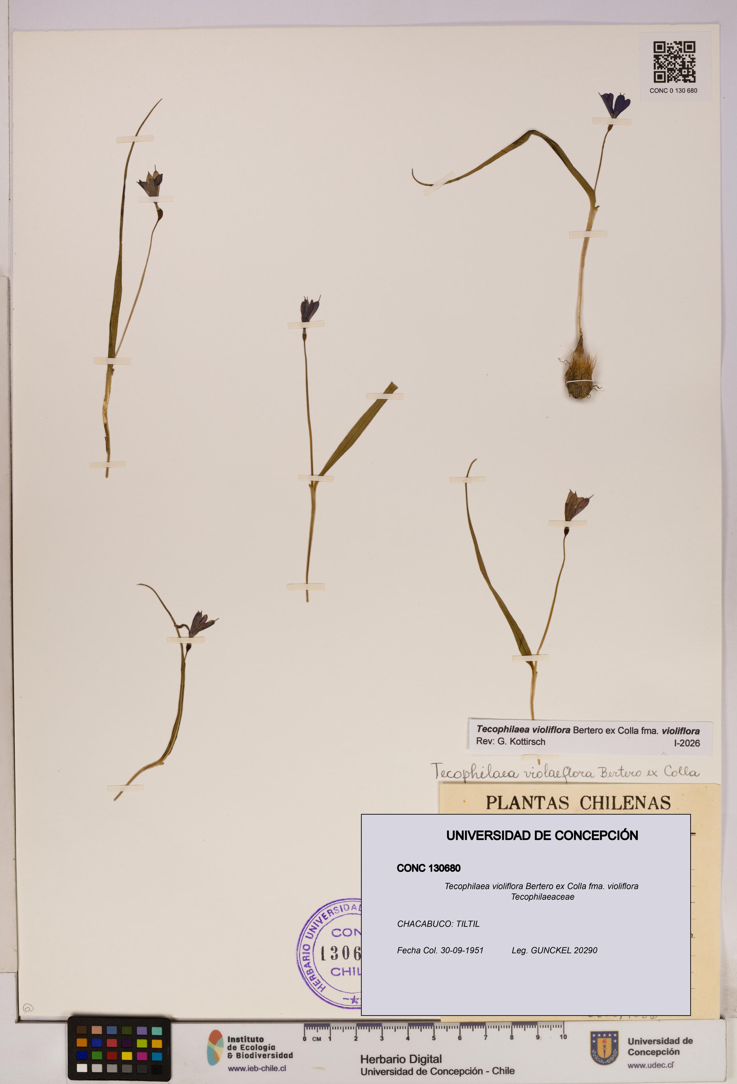 Tecophilaea violiflora fma. violiflora [Espécimen: UDEC:CONC:0130680]