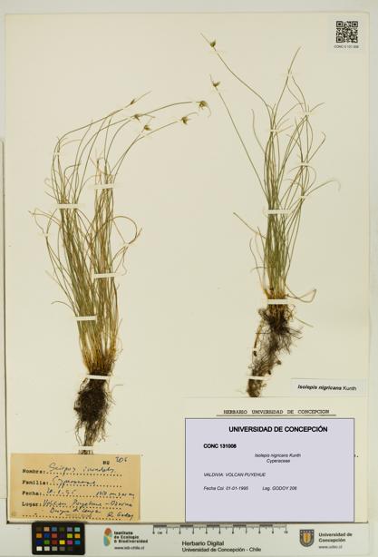 Isolepis nigricans [Espécimen: UDEC:CONC:0131008]