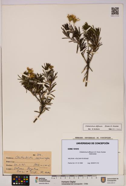 Chiliotrichum diffusum [Espécimen: UDEC:CONC:0131010]