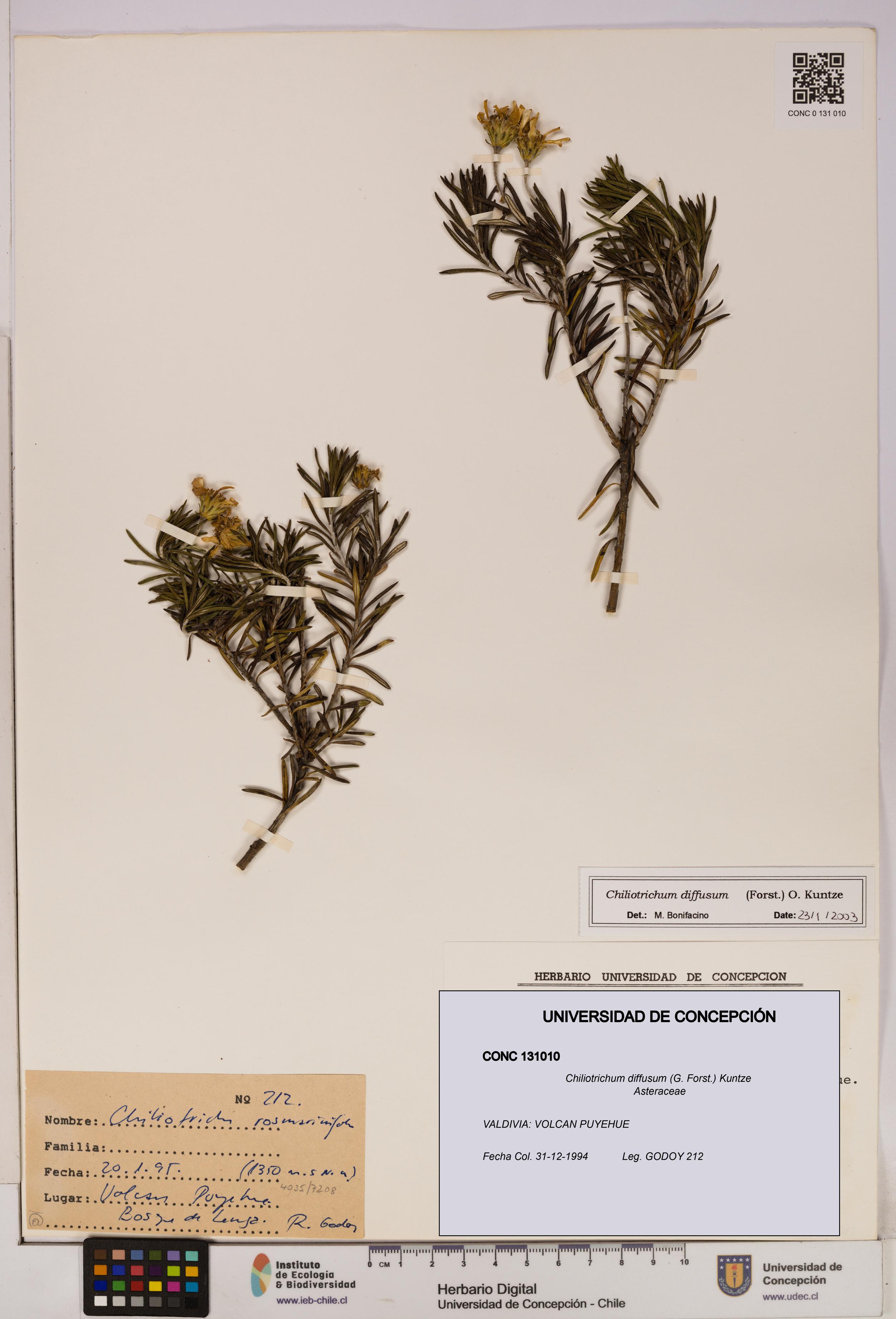 Chiliotrichum diffusum [Espécimen: UDEC:CONC:0131010]