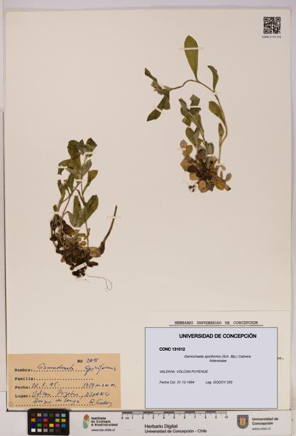 Gamochaeta spiciformis [Espécimen: UDEC:CONC:0131012]