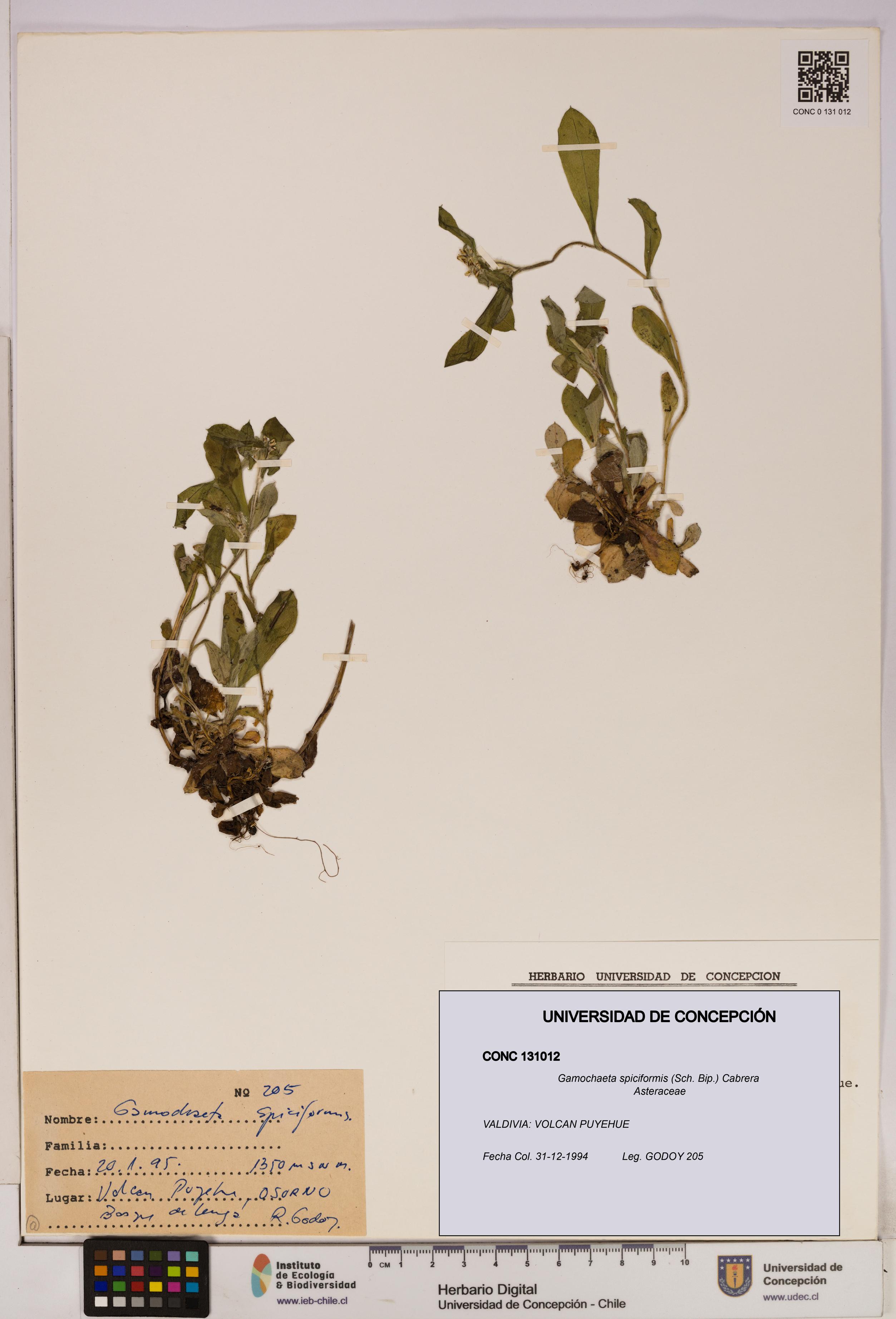Gamochaeta spiciformis [Espécimen: UDEC:CONC:0131012]