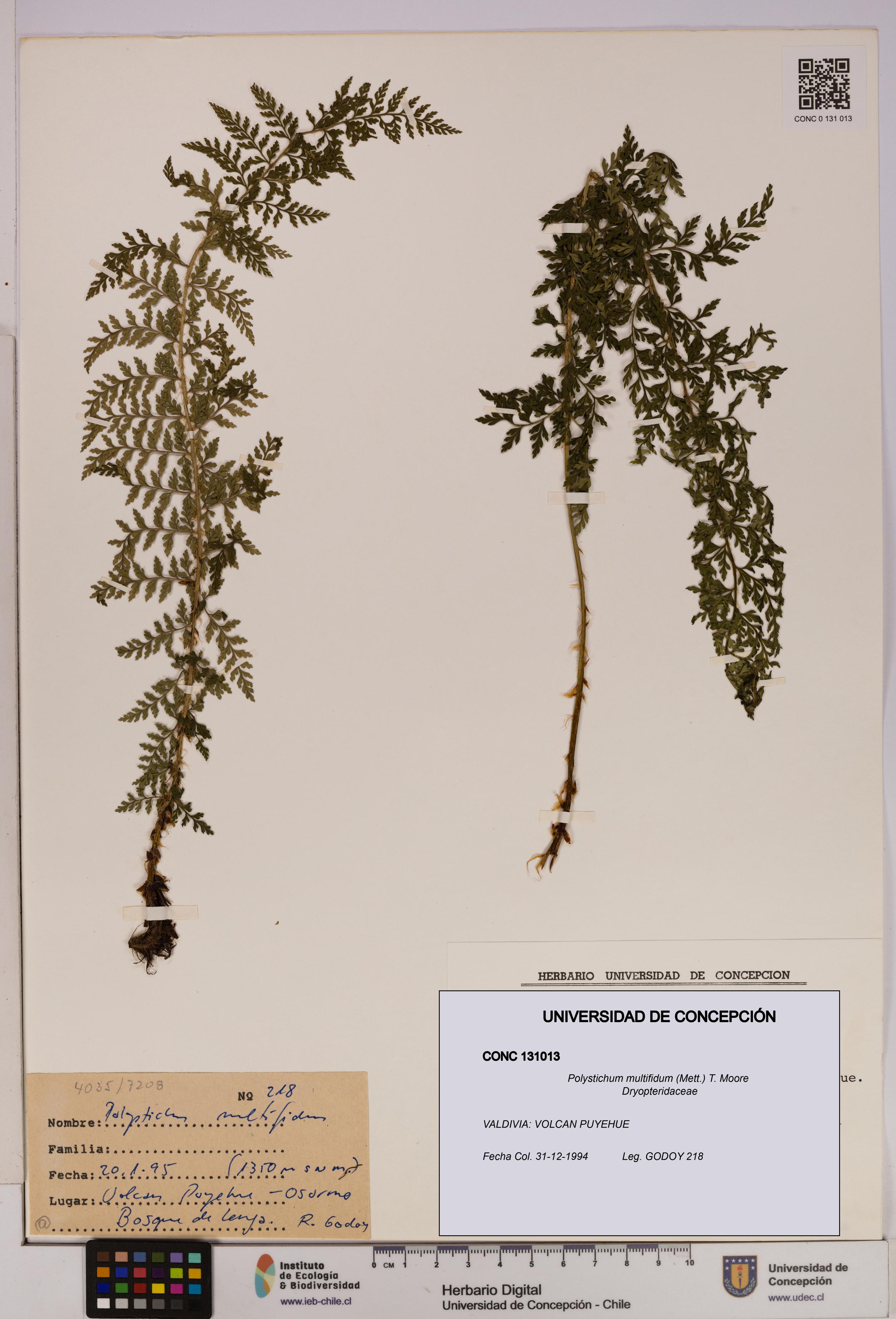 Polystichum multifidum [Espécimen: UDEC:CONC:0131013]