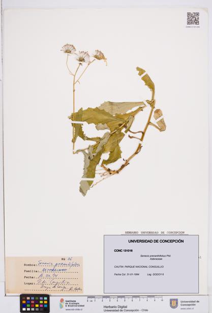 Senecio prenanthifolius [Espécimen: ]