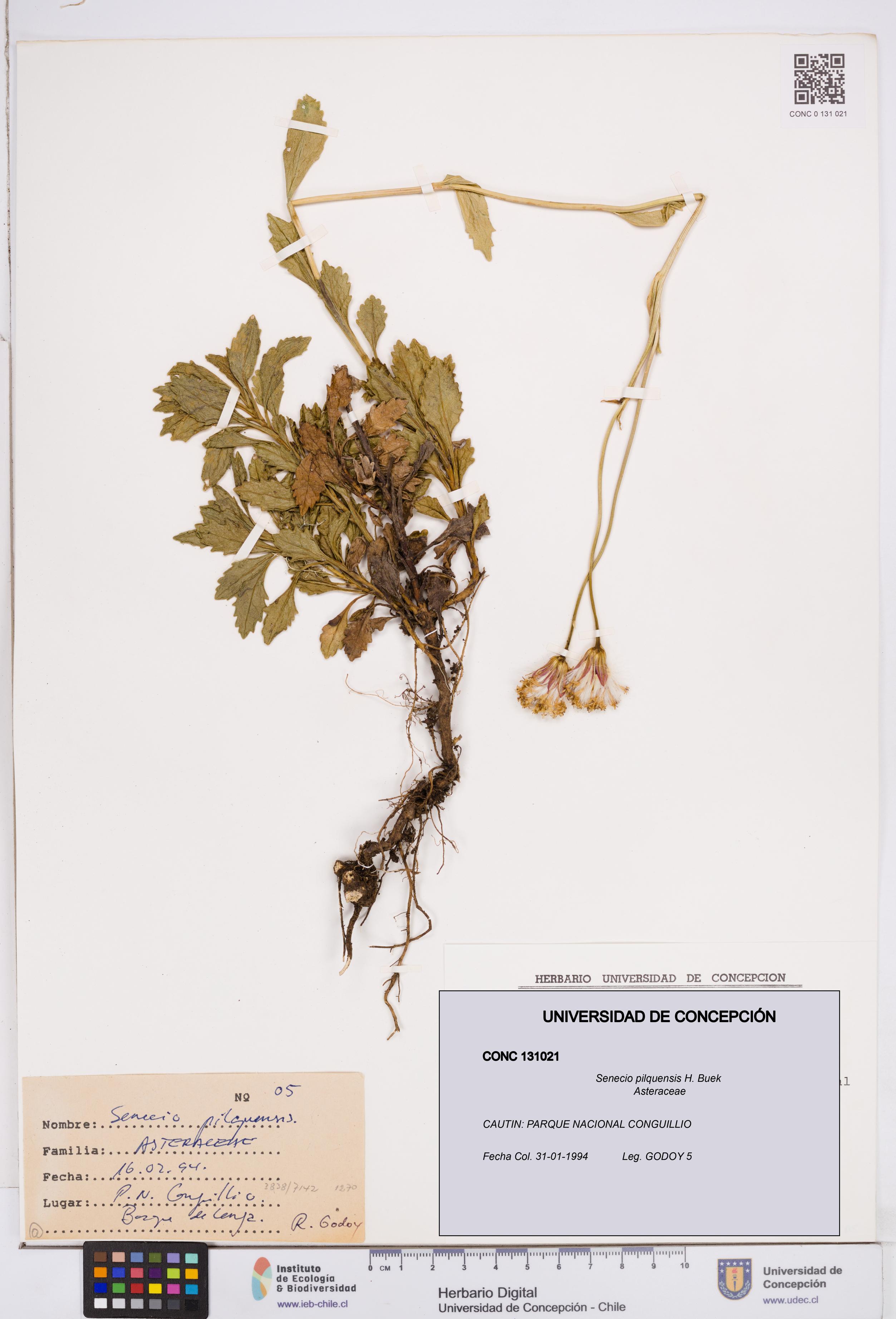 Senecio pilquensis [Espécimen: ]