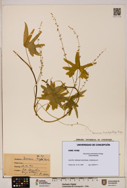 Dioscorea brachybotrya [Espécimen: ]