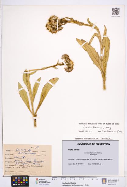 Senecio hieracium [Espécimen: ]
