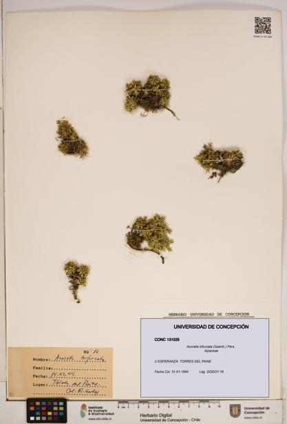 Azorella trifurcata [Espécimen: ]
