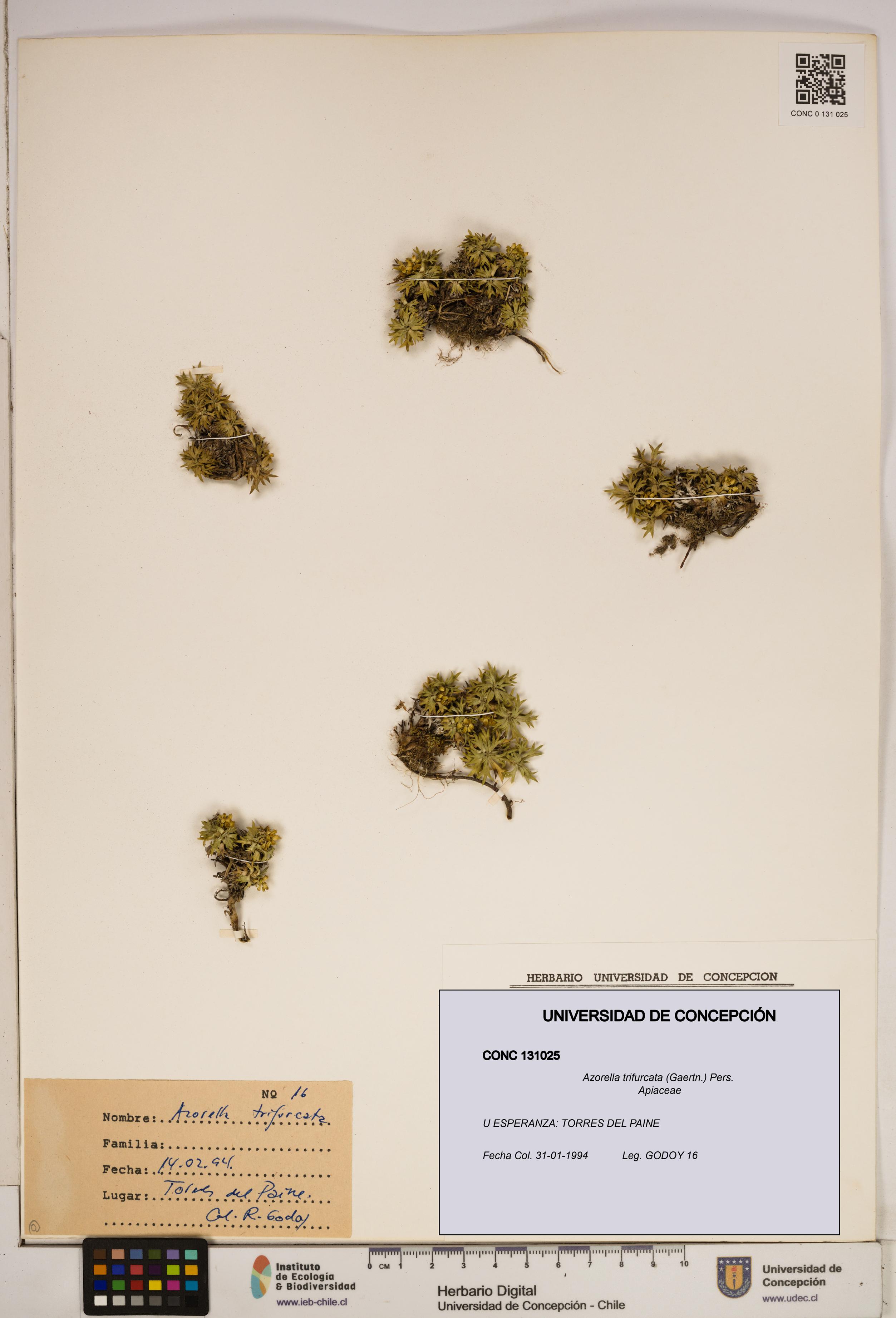 Azorella trifurcata [Espécimen: ]