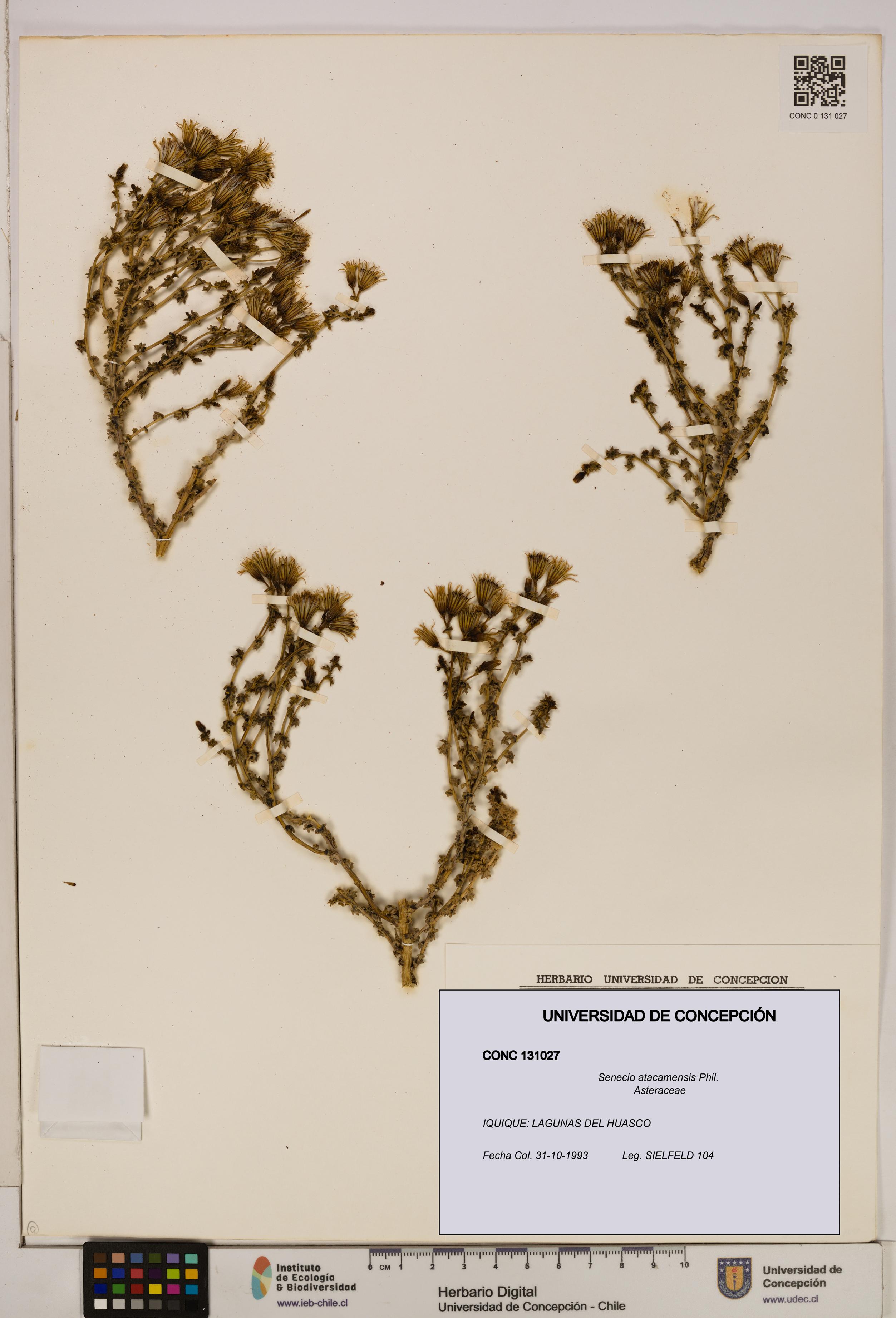 Senecio atacamensis [Espécimen: UDEC:CONC:0131027]