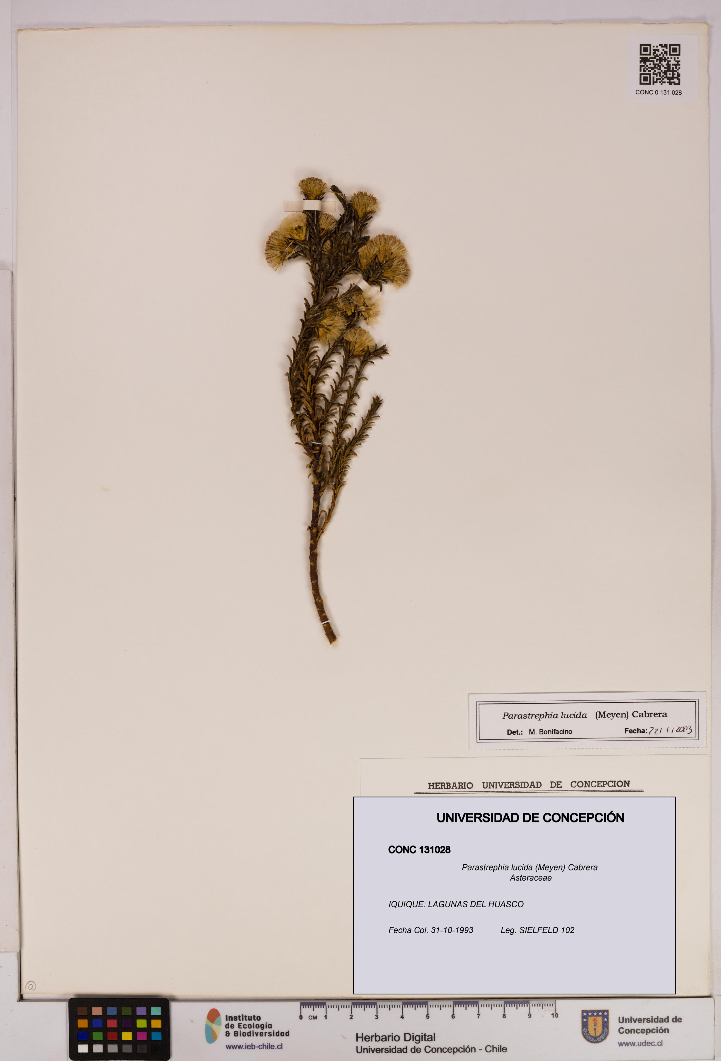 Parastrephia lucida [Espécimen: UDEC:CONC:0131028]