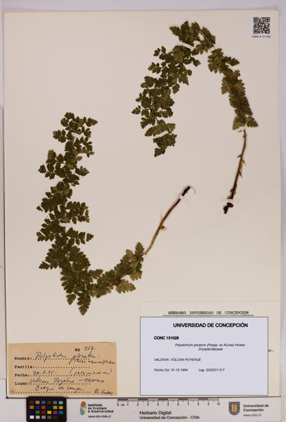 Polystichum plicatum [Espécimen: UDEC:CONC:0131029]