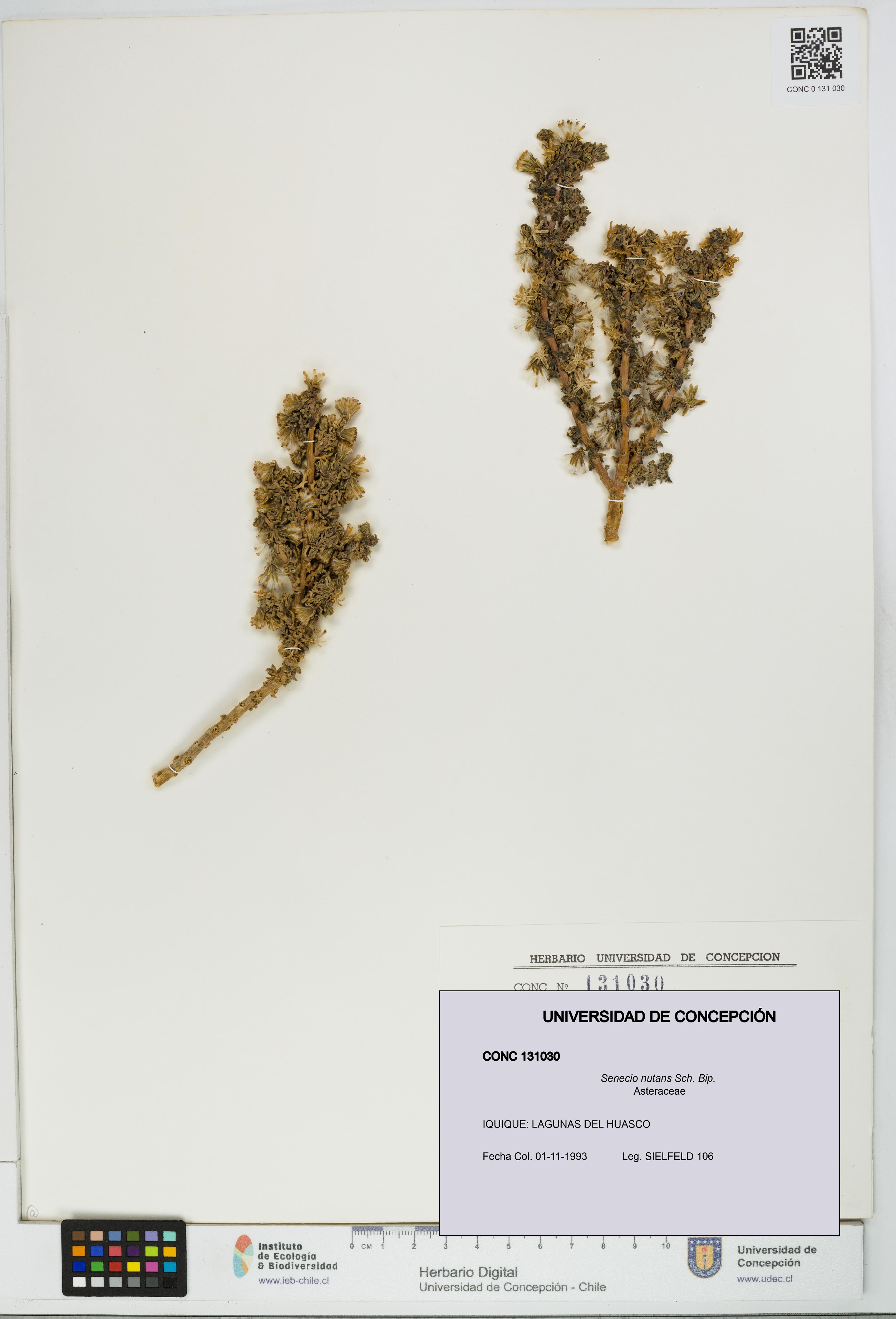 Senecio nutans [Espécimen: UDEC:CONC:0131030]