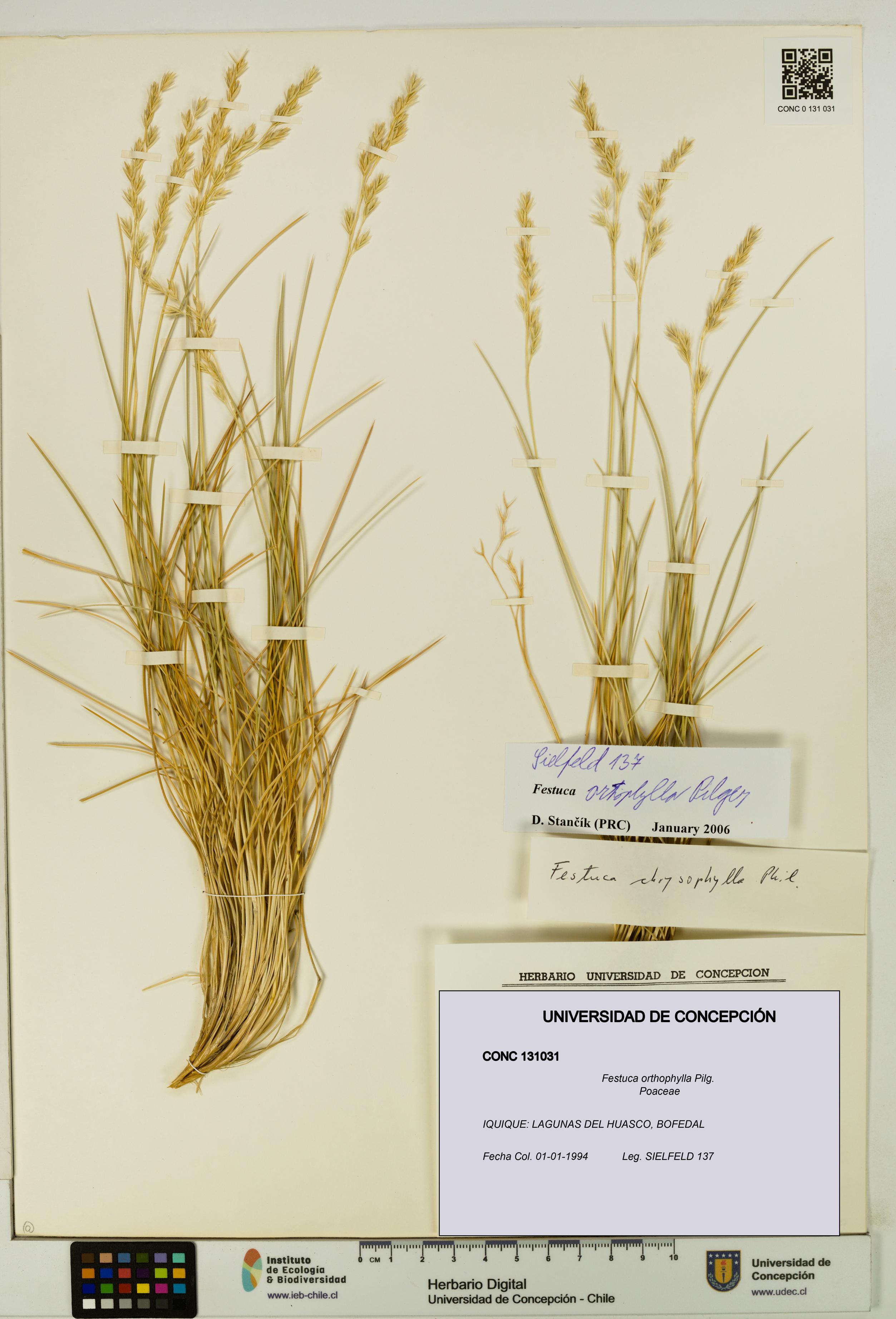Festuca orthophylla [Espécimen: UDEC:CONC:0131031]