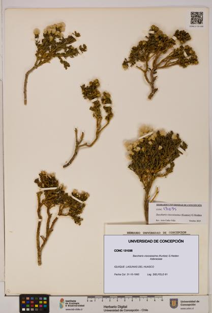 Baccharis tola [Espécimen: UDEC:CONC:0131035]