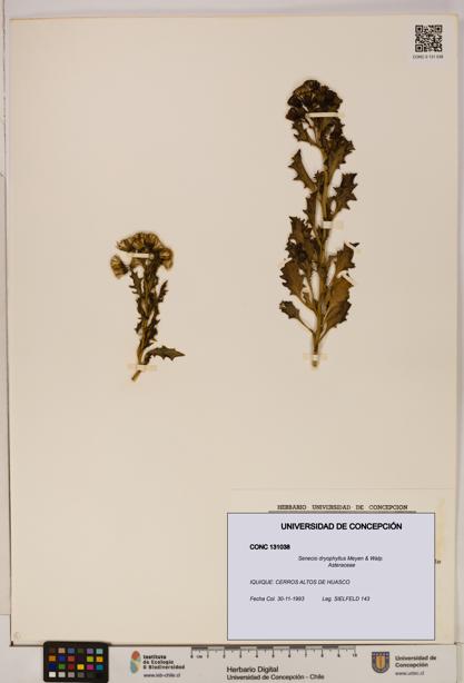 Senecio dryophyllus [Espécimen: UDEC:CONC:0131038]