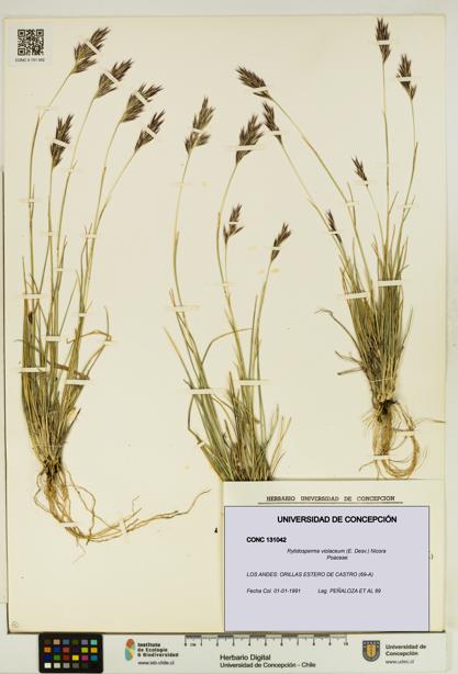 Rytidosperma violaceum [Espécimen: UDEC:CONC:0131042]