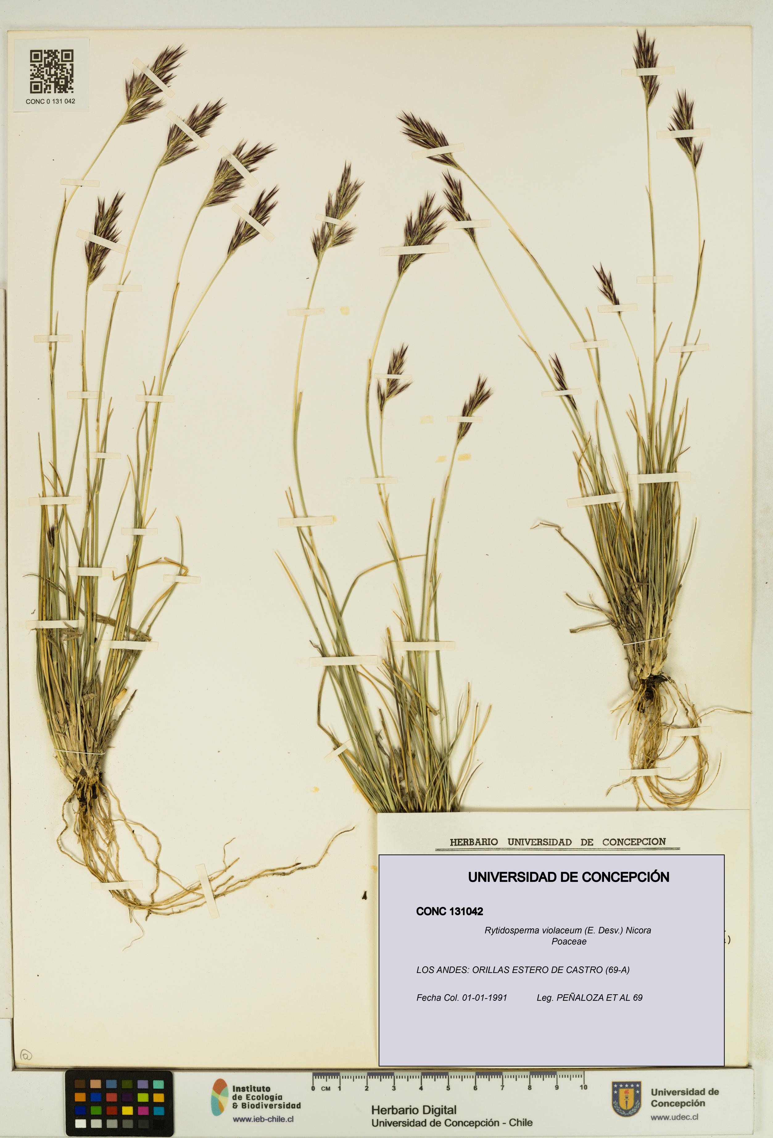 Rytidosperma violaceum [Espécimen: UDEC:CONC:0131042]