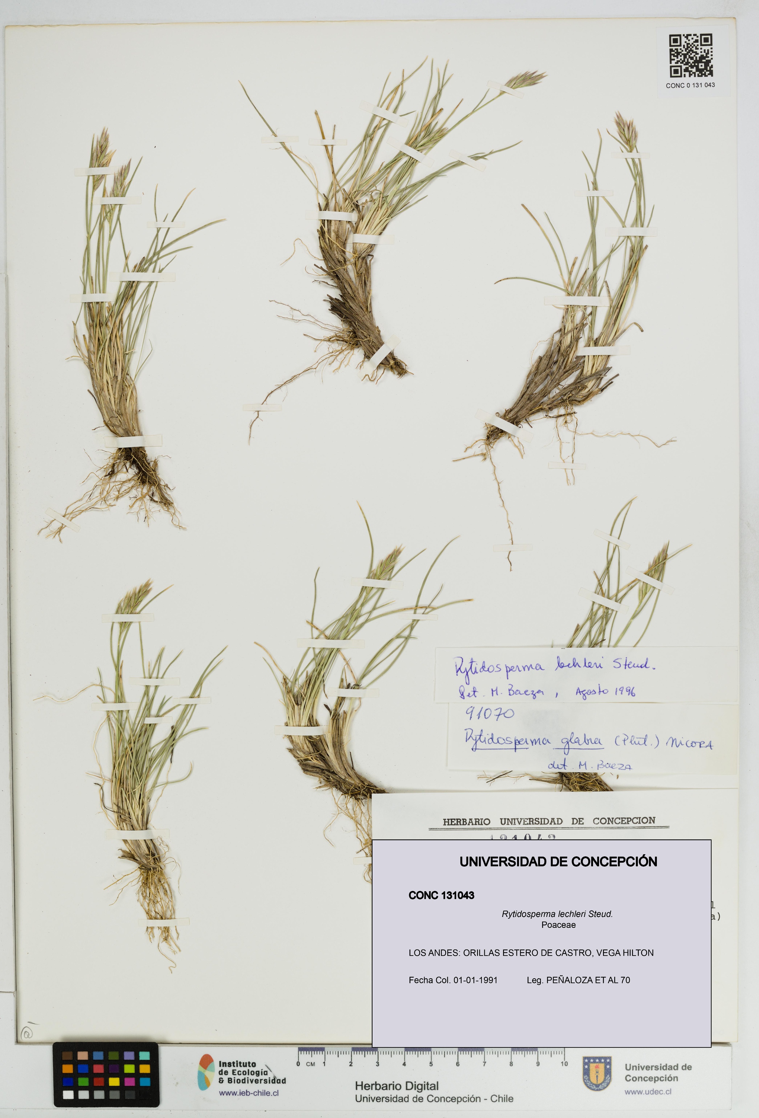 Rytidosperma lechleri [Espécimen: UDEC:CONC:0131043]