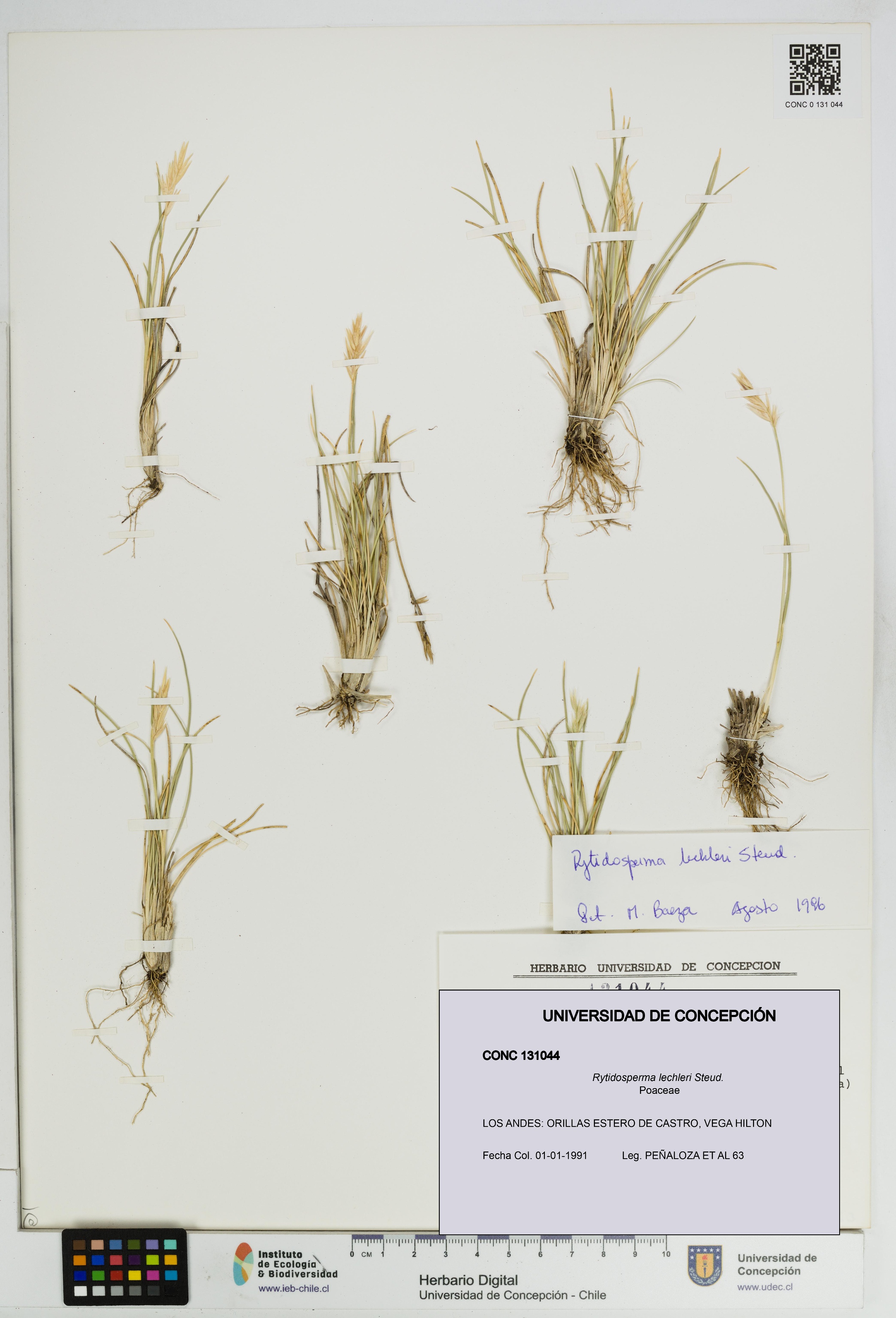 Rytidosperma lechleri [Espécimen: UDEC:CONC:0131044]