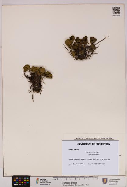 Caltha sagittata [Espécimen: UDEC:CONC:0131365]