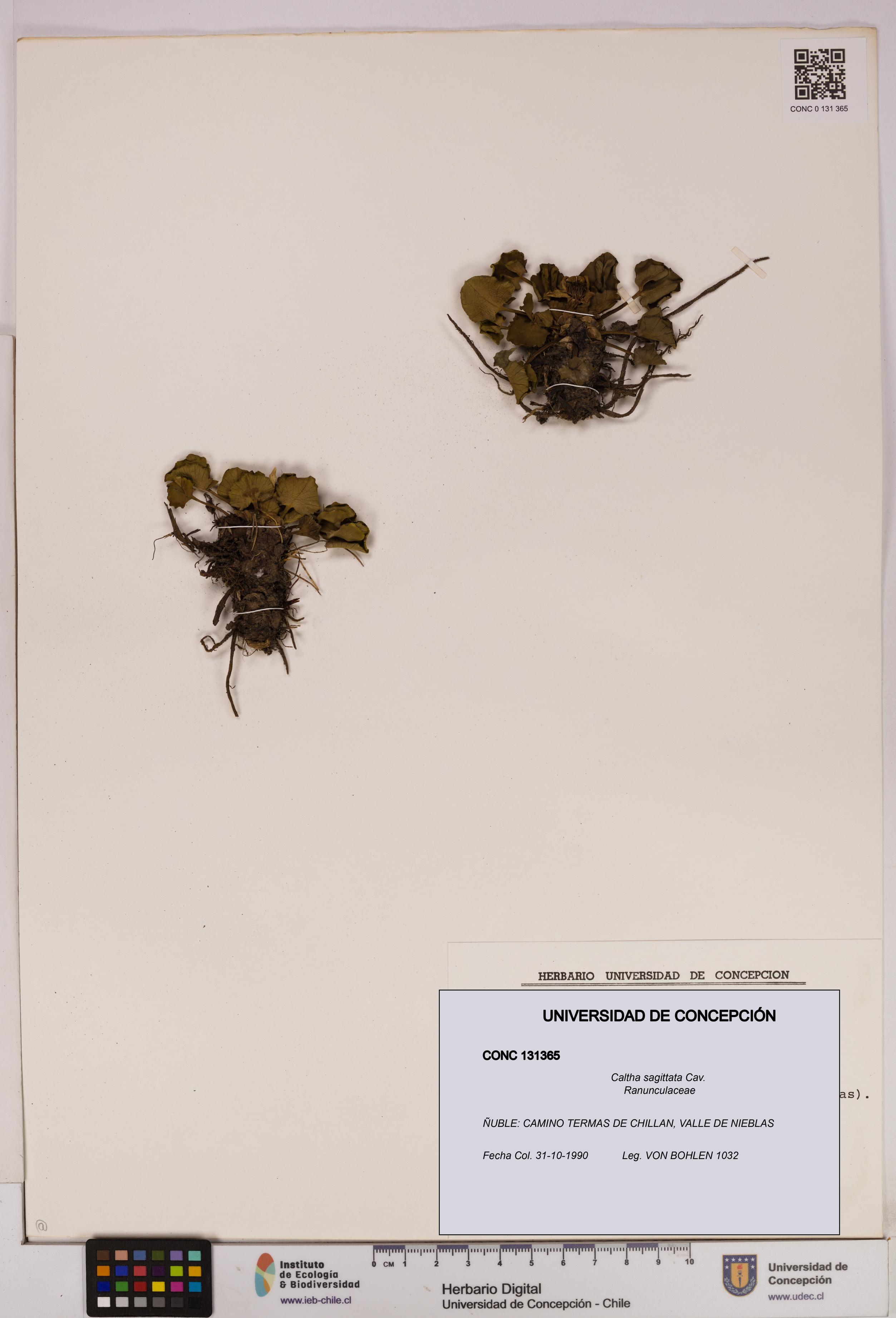 Caltha sagittata [Espécimen: UDEC:CONC:0131365]