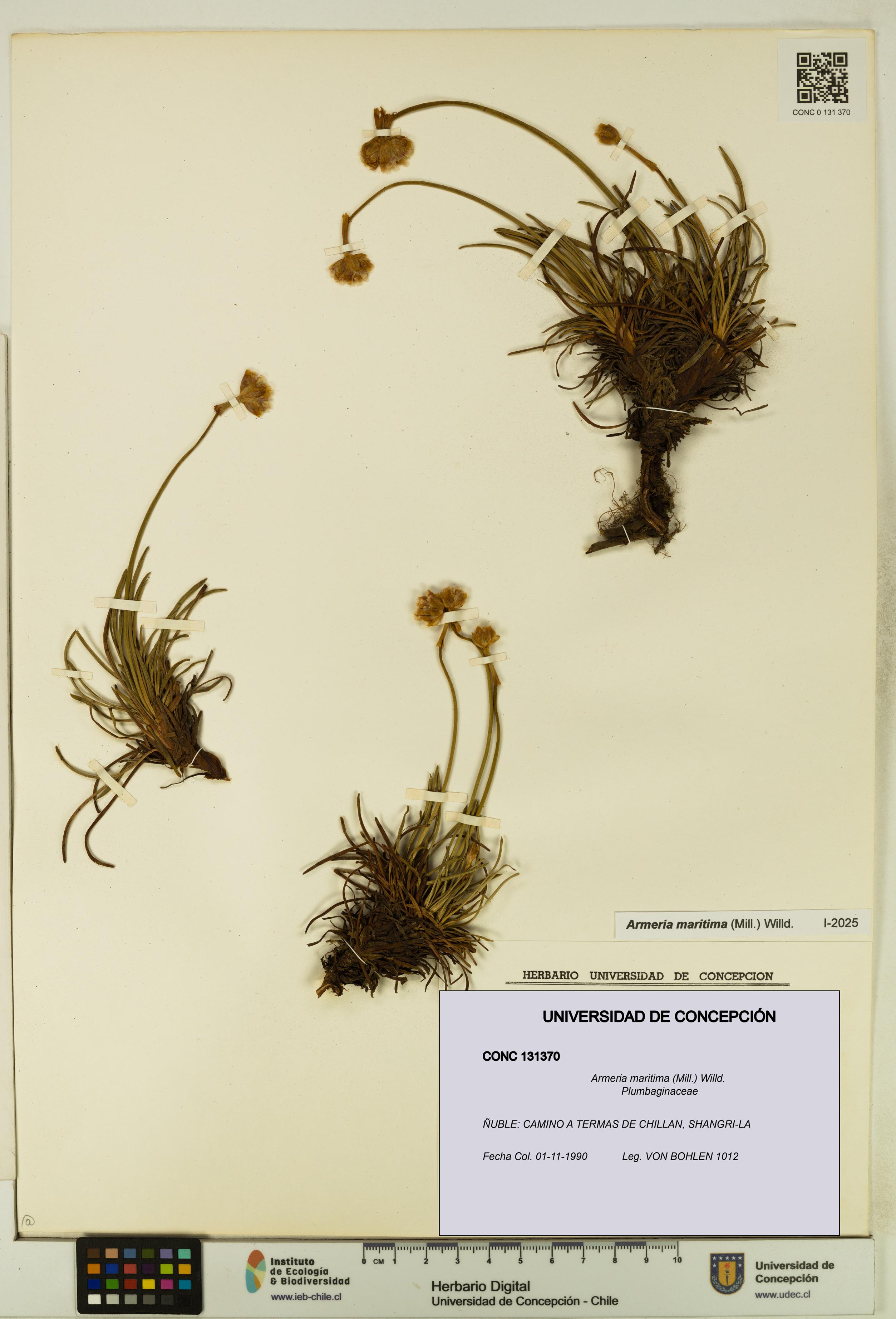 Armeria maritima [Espécimen: UDEC:CONC:0131370]
