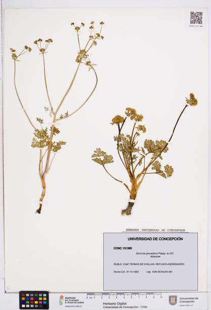 Sanicula graveolens [Espécimen: ]